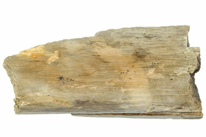 Fossil Tyrannosaur (T rex) Bone Section - Wyoming #313927